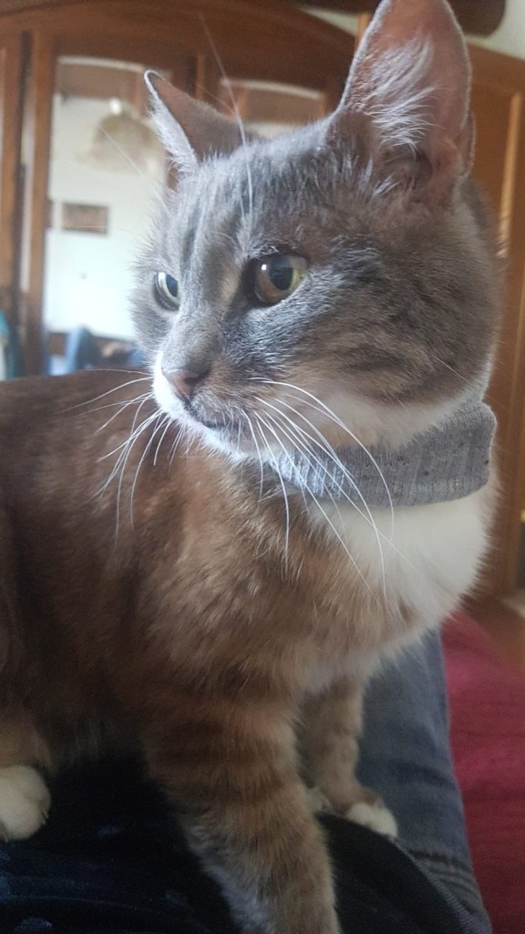 Gray che indossa la collarina da gatto Puntogray