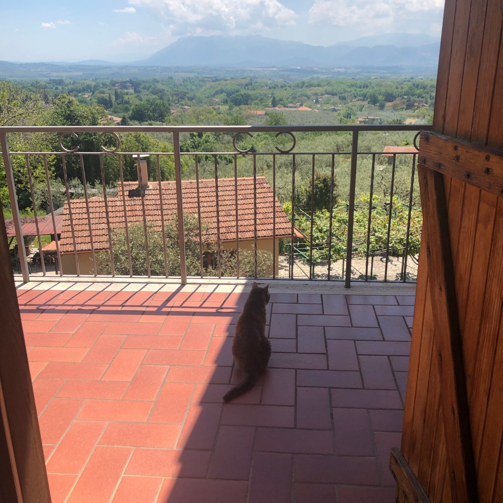 gray_lady_cat
puntogray
puntogray shop
emporio di miss anita
dolci di miss gray
il re leone