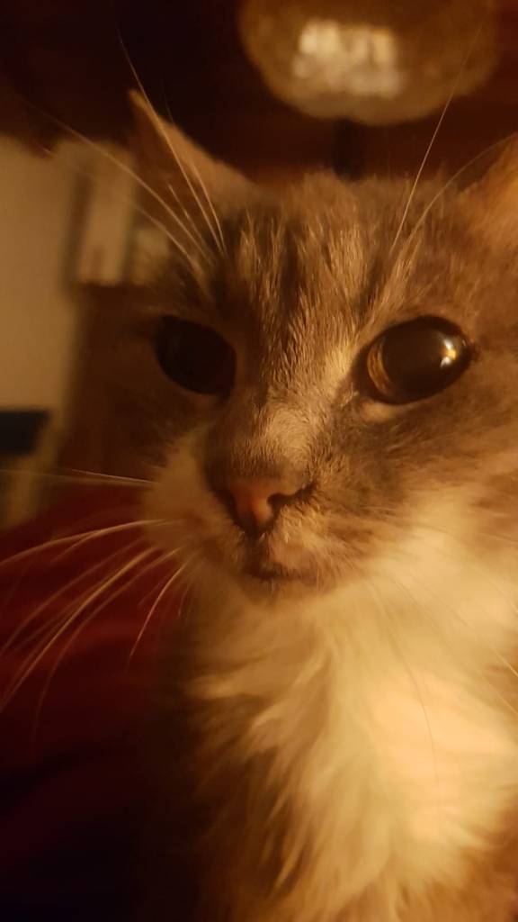 Gray
puntogray
gray_lady_cat