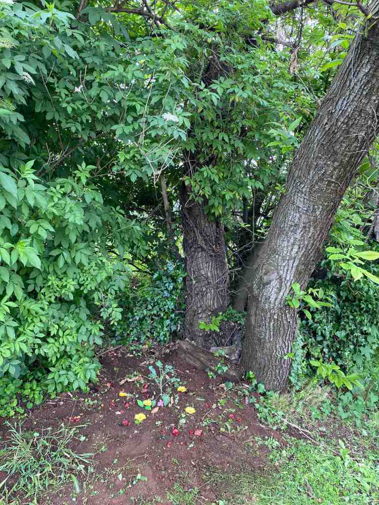 il mio amore
Gray
puntogray
l'amore
la natura
i fiori
