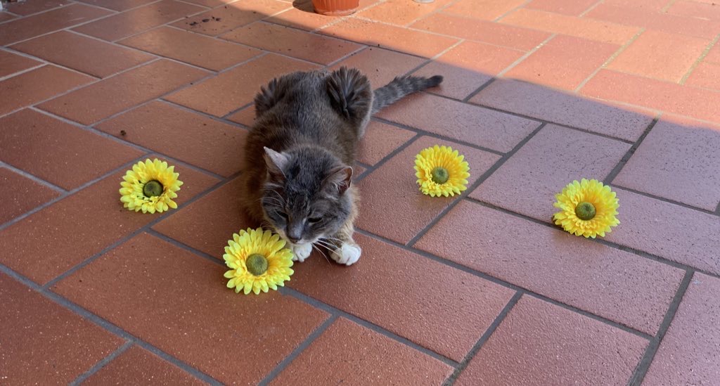 il mio amore
Gray
puntogray
l'amore
la natura
i fiori
