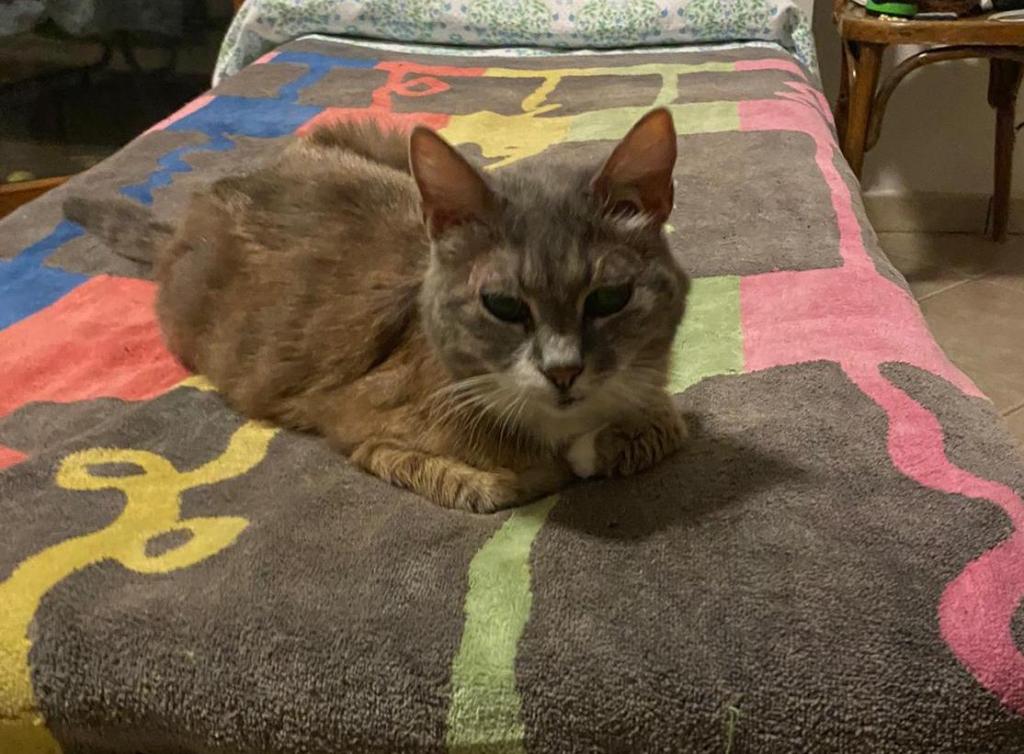 Gray
cats
gatta
puntogray