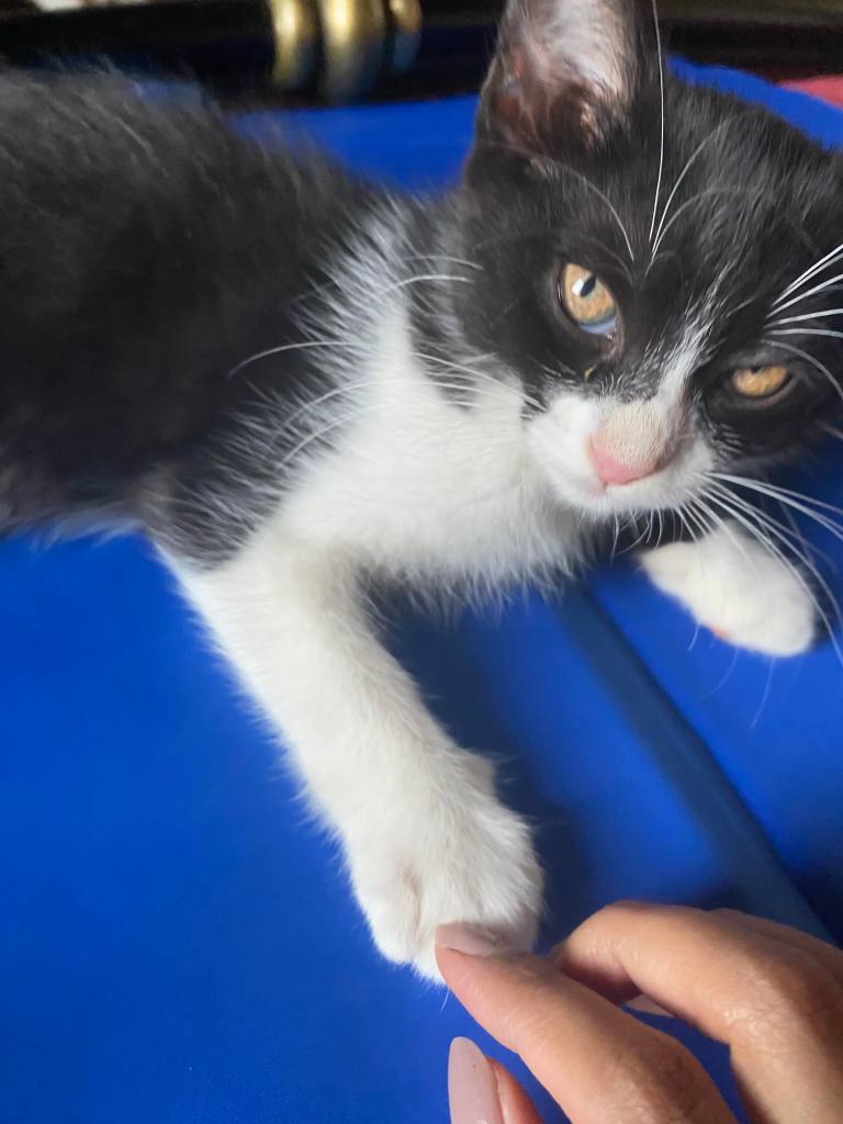 Huve
cats
gatta
puntogray