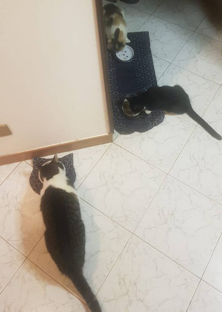 Puntogray
Huve
Trics
Anita