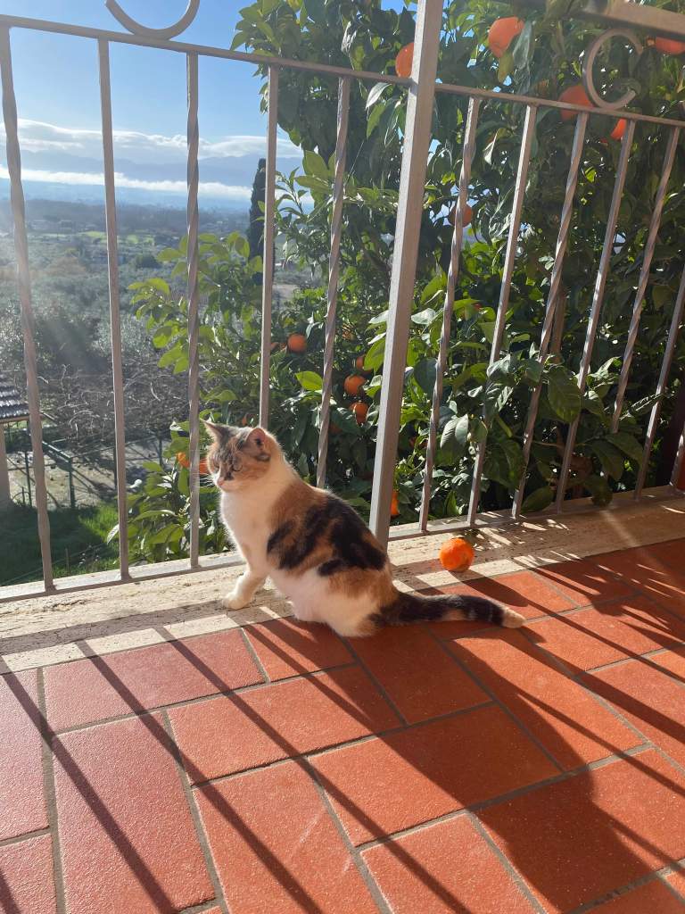 Trics
Puntogray 
Emporio di Miss Anita