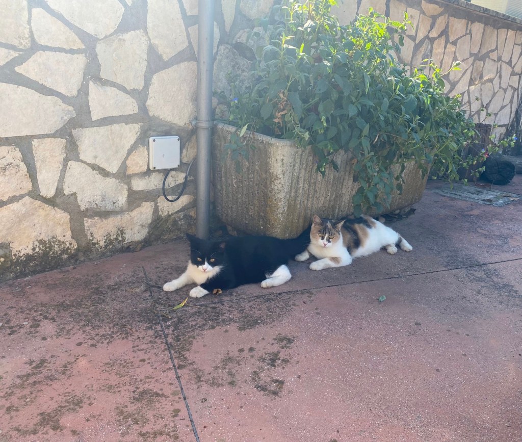 Huvetrics

Puntogray Shop