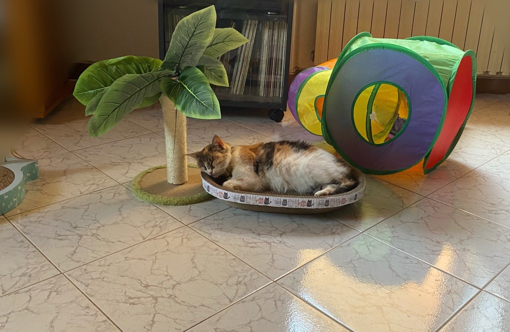 Trics

Huvetrics
Puntogray
Gray ladycat