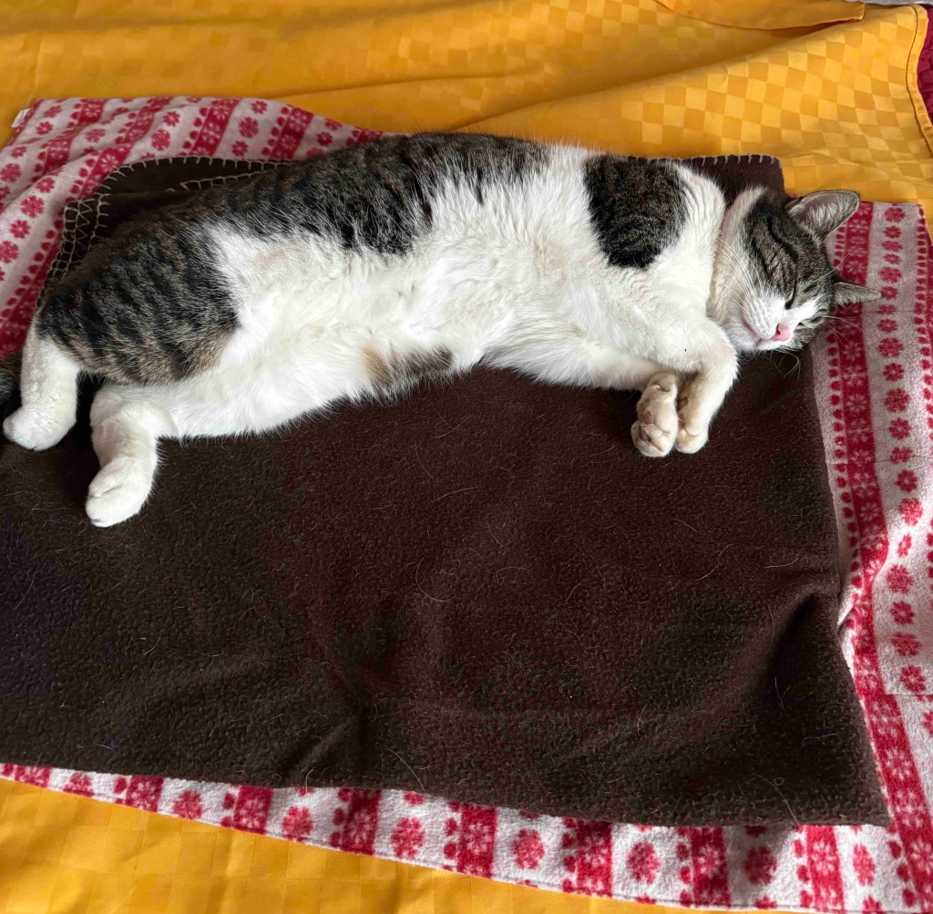 Anita
Trics
Puntogray Shop
Puntogray
cats
gatte