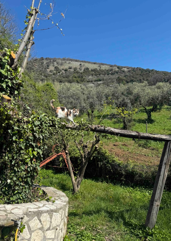 Trics
Puntogray Shop
Huvetrics