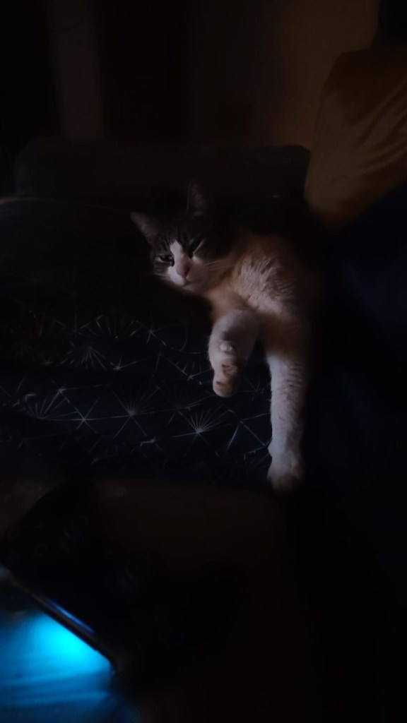 Anita
Emporio di Miss Anita
Puntogray
gatta