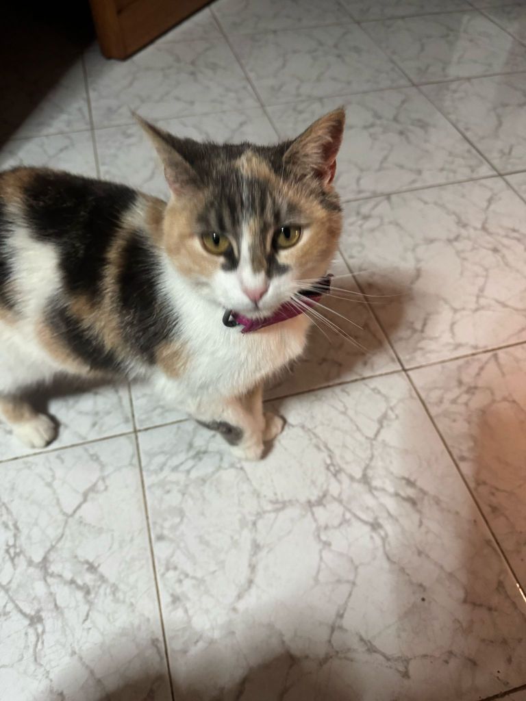 Trics
Huvetrics
Puntogray
gatta