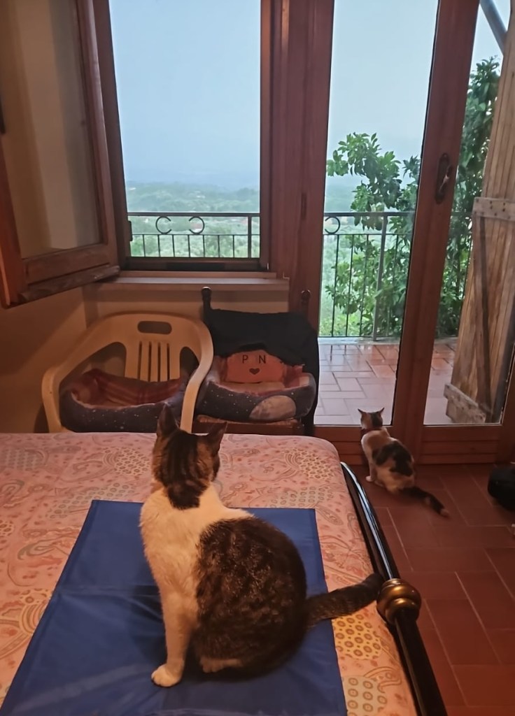 la pioggia
Trics
Anita
puntogray shop
emporio di miss anita
huvetrics