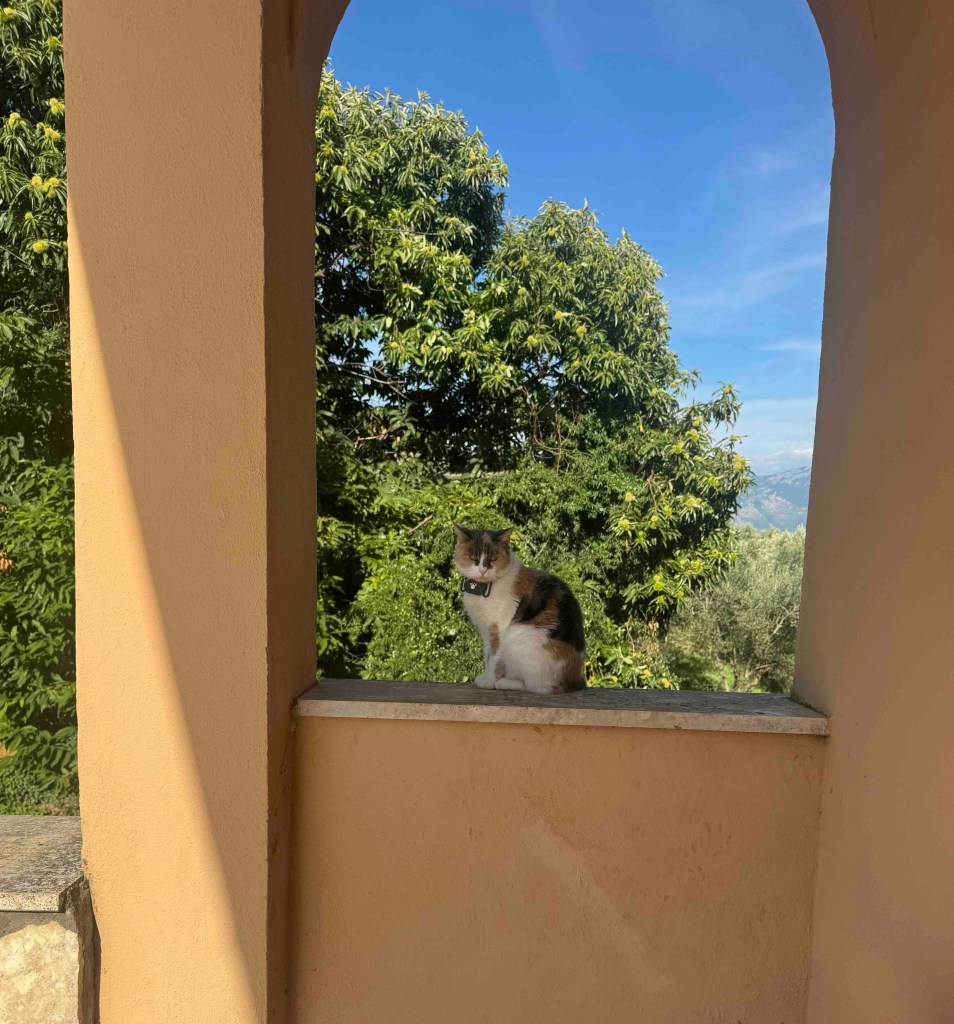 Trics
Huvetrics
puntogray shop